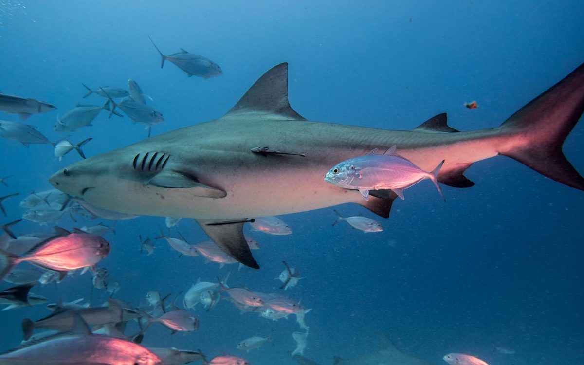 Saving Our Sharks Foundation: The Importance of Preserving Bull Sharks in Quintana Roo